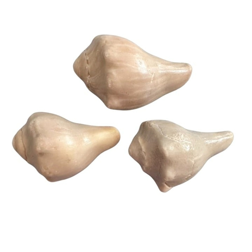 Natural Conch Shells, set of 3, 3.25"-3.75" long